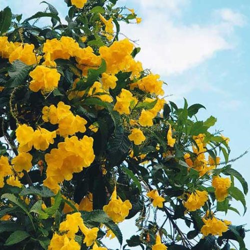 Rise in Indian Pharmaceutical Sales Globally