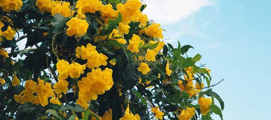 Rise in Indian Pharmaceutical Sales Globally